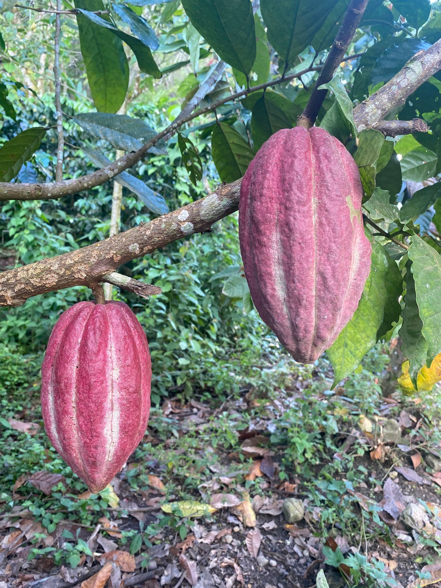 guatemalan-cacao-growers-have-grit