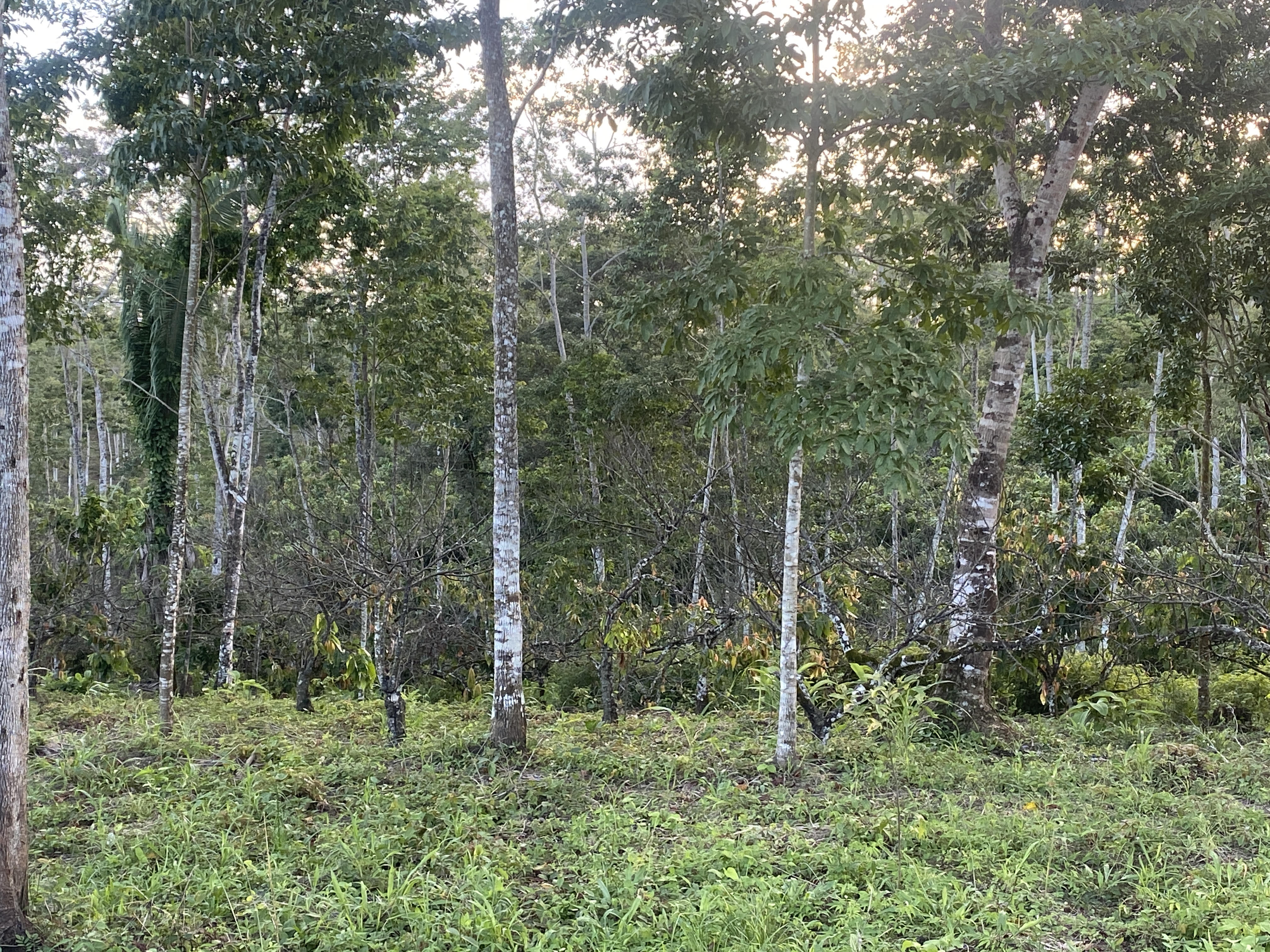 Heat scorched cacao trees under an agroforestry canopy